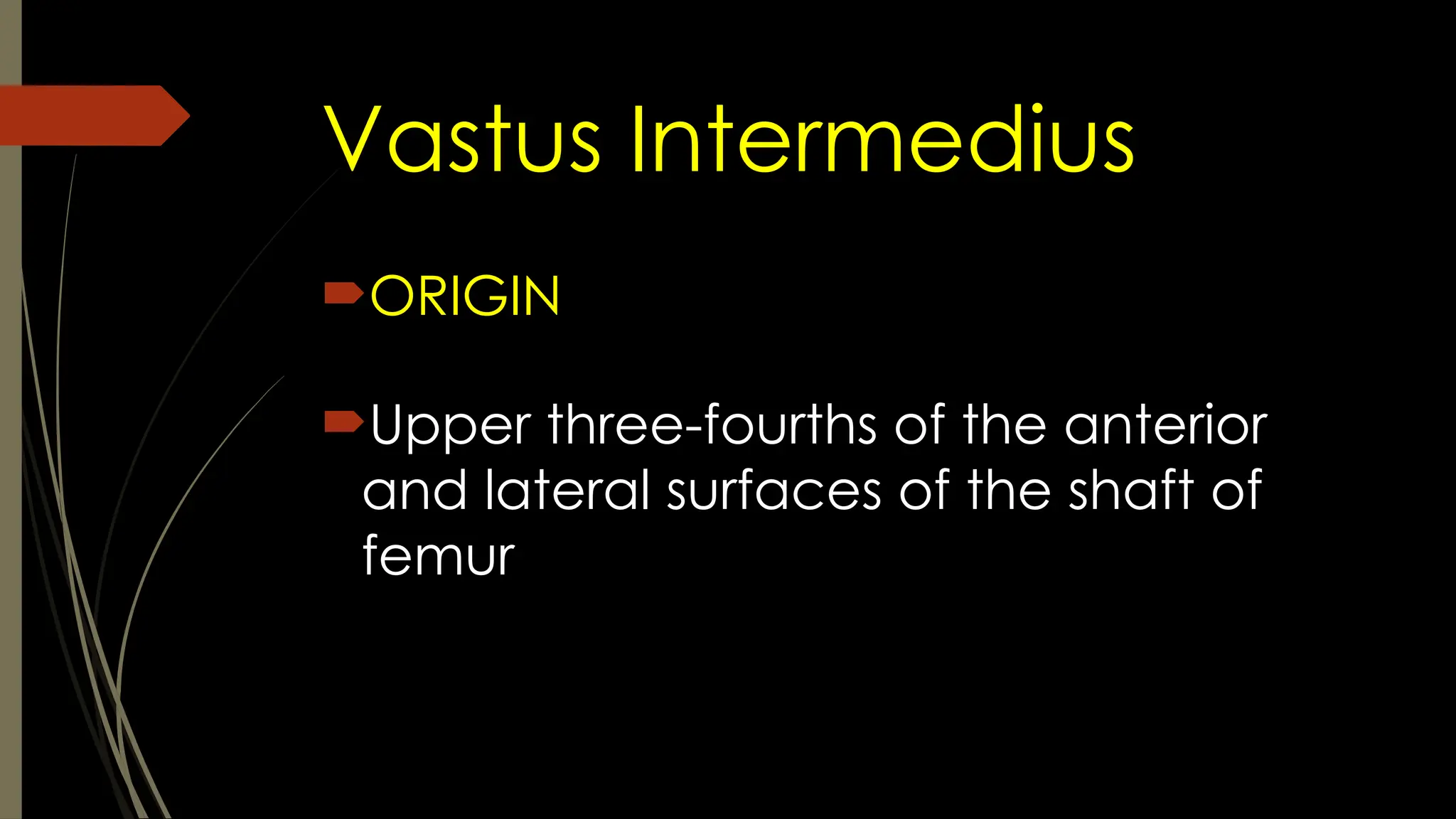 Vastus Intermedius
ORIGIN
Upper three-fourths of the anterior
and lateral surfaces of the shaft of
femur
 