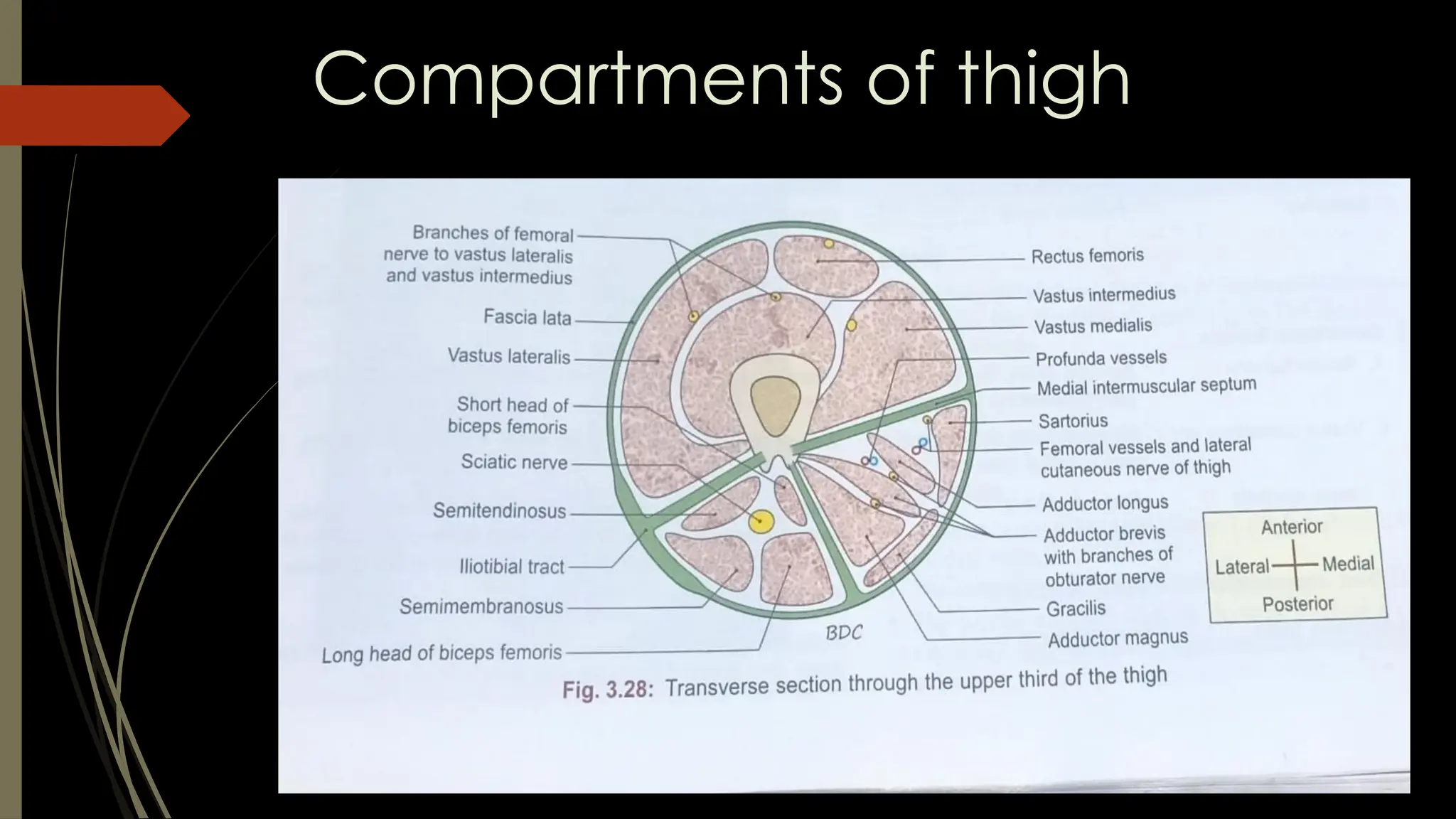 Compartments of thigh
 