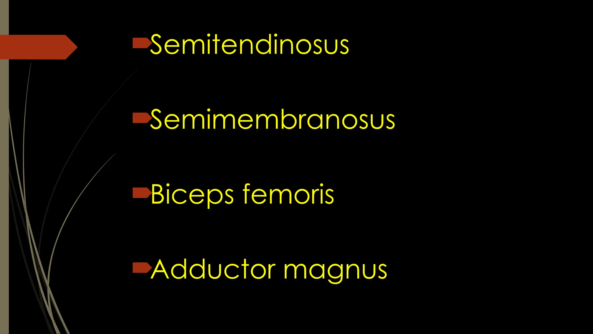 Semitendinosus
Semimembranosus
Biceps femoris
Adductor magnus
 