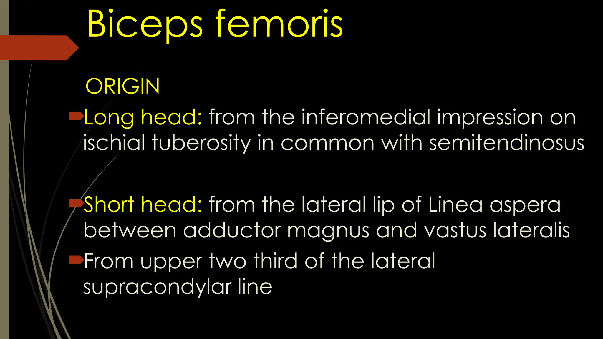 Biceps femoris
ORIGIN
Long head: from the inferomedial impression on
ischial tuberosity in common with semitendinosus
Short head: from the lateral lip of Linea aspera
between adductor magnus and vastus lateralis
From upper two third of the lateral
supracondylar line
 