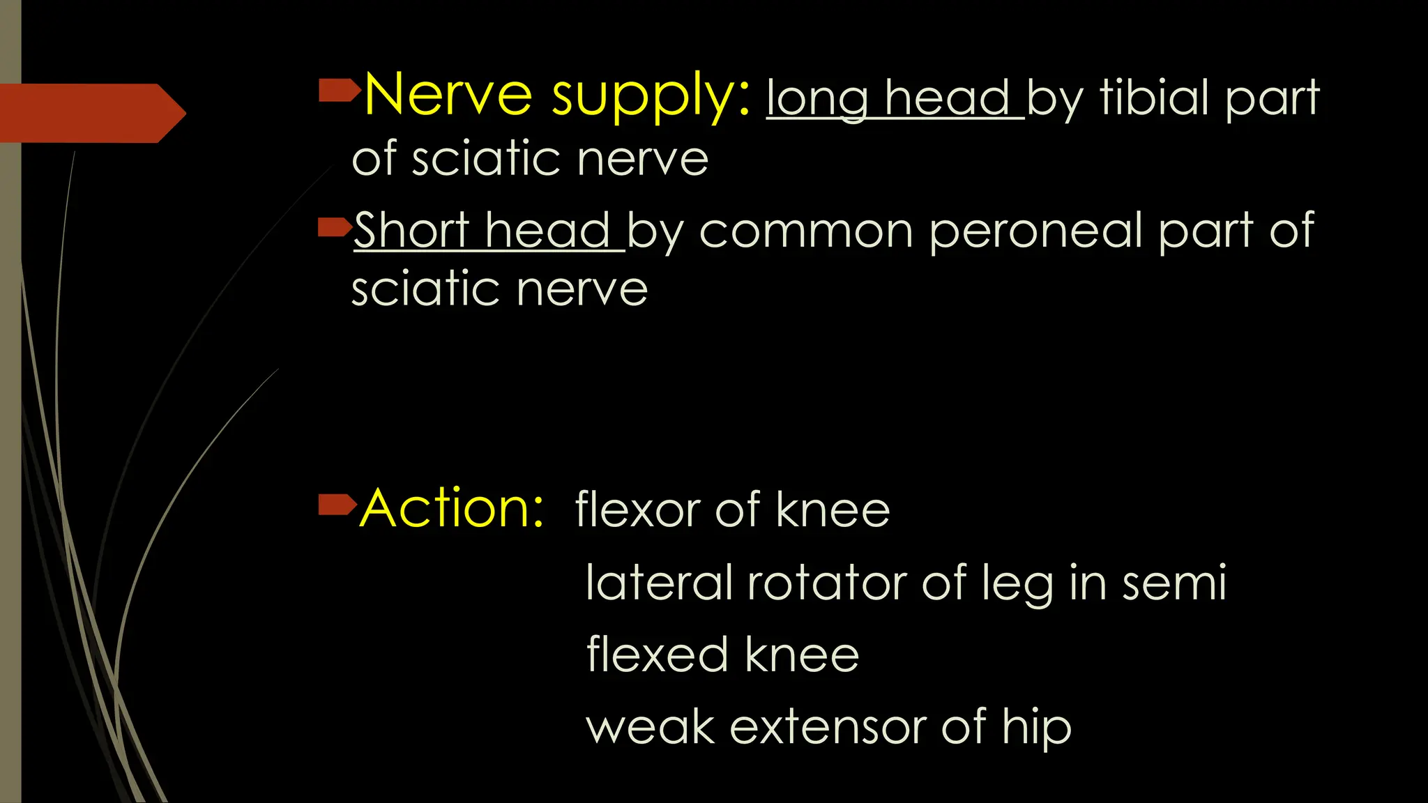 Nerve supply: long head by tibial part
of sciatic nerve
Short head by common peroneal part of
sciatic nerve
Action: flexor of knee
lateral rotator of leg in semi
flexed knee
weak extensor of hip
 