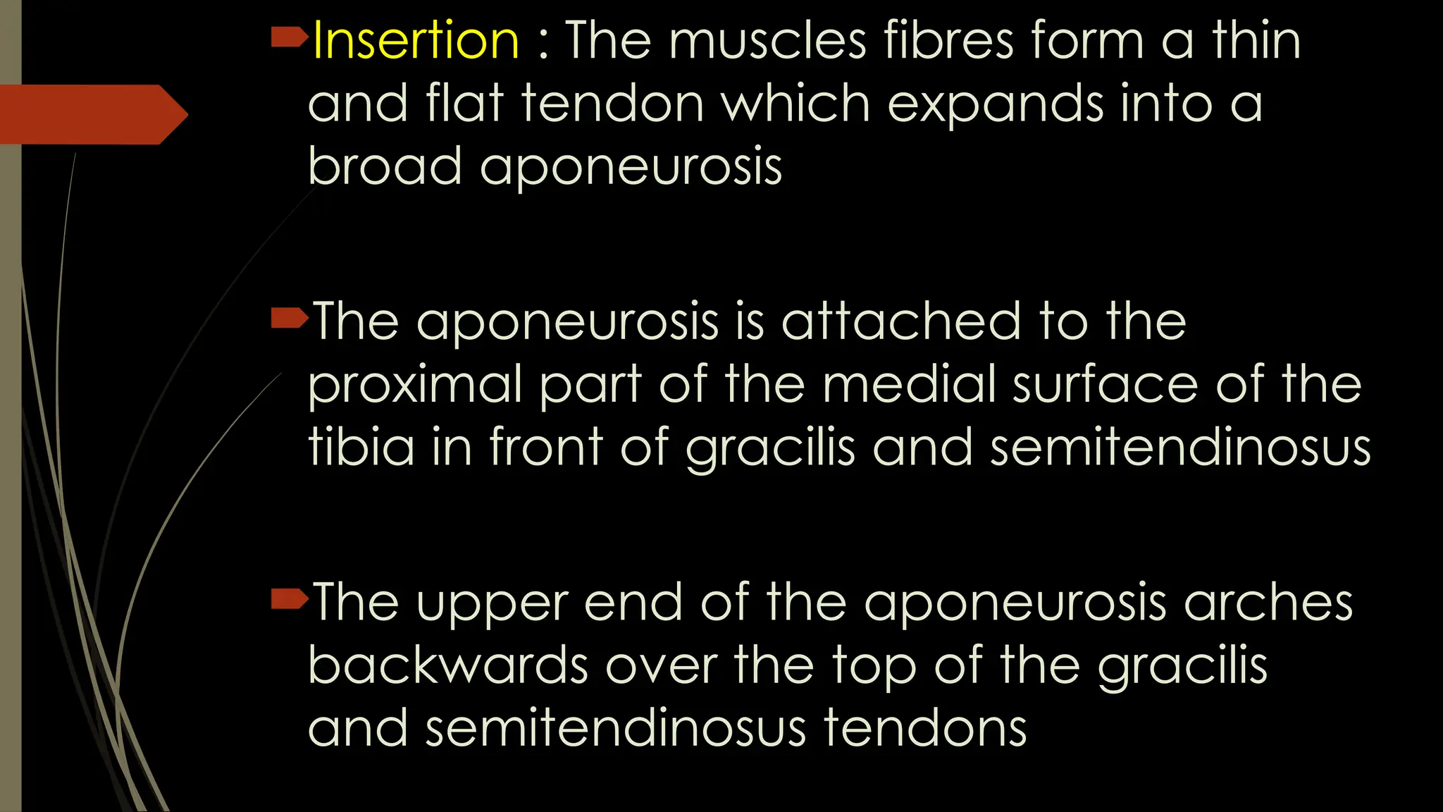 Insertion : The muscles fibres form a thin
and flat tendon which expands into a
broad aponeurosis
The aponeurosis is attached to the
proximal part of the medial surface of the
tibia in front of gracilis and semitendinosus
The upper end of the aponeurosis arches
backwards over the top of the gracilis
and semitendinosus tendons
 