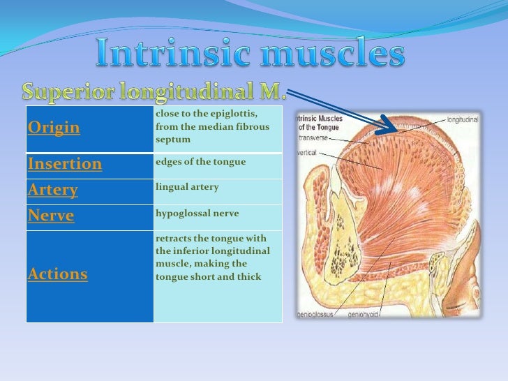 Muscles of tongue