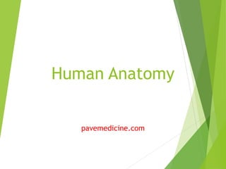 Human Anatomy
pavemedicine.com
 
