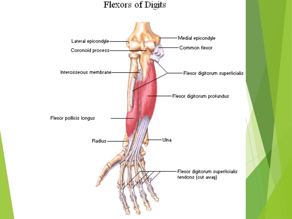 Muscles of upper