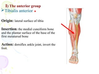 muscles of upper and lower limb.pptx...... | PPTX