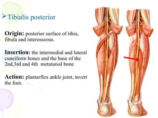 muscles of upper and lower limb.pptx...... | PPTX