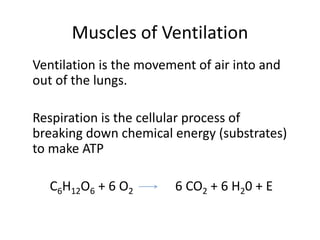 Muscles of Ventilation
Ventilation is the movement of air into and
out of the lungs.
Respiration is the cellular process of
breaking down chemical energy (substrates)
to make ATP
C6H12O6 + 6 O2 6 CO2 + 6 H20 + E
 