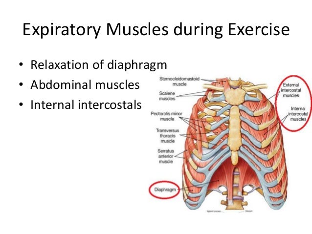 Muscles of ventilation