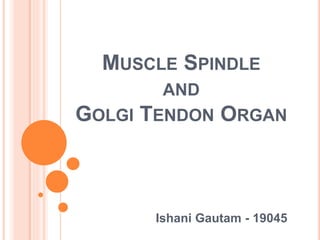 MUSCLE SPINDLE
AND
GOLGI TENDON ORGAN
Ishani Gautam - 19045
 