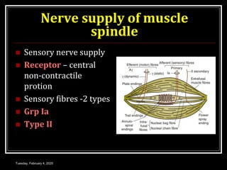 Nerve supply of muscle
spindle
 Sensory nerve supply
 Receptor – central
non-contractile
protion
 Sensory fibres -2 types
 Grp Ia
 Type II
Tuesday, February 4, 2020
 