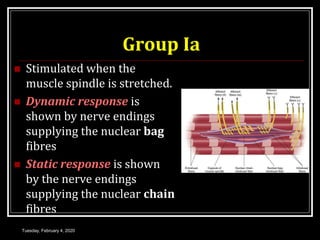 Group Ia
 Stimulated when the
muscle spindle is stretched.
 Dynamic response is
shown by nerve endings
supplying the nuclear bag
fibres
 Static response is shown
by the nerve endings
supplying the nuclear chain
fibres
Tuesday, February 4, 2020
 