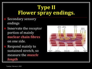 Type II
Flower spray endings.
 Secondary sensory
endings
 Innervate the receptor
portion of mainly
nuclear chain fibres
on one side.
 Respond mainly to
sustained stretch, so
measure the muscle
length
Tuesday, February 4, 2020
 