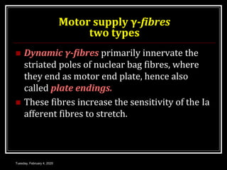 Motor supply γ-fibres
two types
 Dynamic γ-fibres primarily innervate the
striated poles of nuclear bag fibres, where
they end as motor end plate, hence also
called plate endings.
 These fibres increase the sensitivity of the Ia
afferent fibres to stretch.
Tuesday, February 4, 2020
 