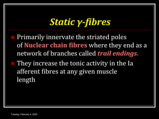 Static γ-fibres
 Primarily innervate the striated poles
of Nuclear chain fibres where they end as a
network of branches called trail endings.
 They increase the tonic activity in the Ia
afferent fibres at any given muscle
length
Tuesday, February 4, 2020
 
