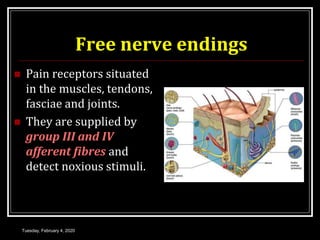 Free nerve endings
 Pain receptors situated
in the muscles, tendons,
fasciae and joints.
 They are supplied by
group III and IV
afferent fibres and
detect noxious stimuli.
Tuesday, February 4, 2020
 