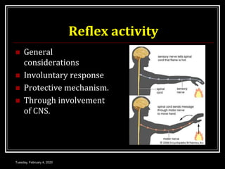 Reflex activity
 General
considerations
 Involuntary response
 Protective mechanism.
 Through involvement
of CNS.
Tuesday, February 4, 2020
 