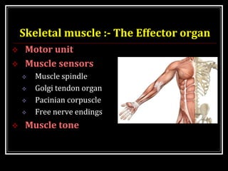 Skeletal muscle :- The Effector organ
 Motor unit
 Muscle sensors
 Muscle spindle
 Golgi tendon organ
 Pacinian corpuscle
 Free nerve endings
 Muscle tone
 