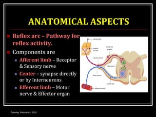 ANATOMICAL ASPECTS
 Reflex arc – Pathway for
reflex activity.
 Components are
 Afferent limb – Receptor
& Sensory nerve
 Center – synapse directly
or by Interneurons.
 Efferent limb – Motor
nerve & Effector organ
Tuesday, February 4, 2020
 