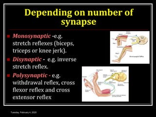  Monosynaptic -e.g.
stretch reflexes (biceps,
triceps or knee jerk).
 Disynaptic - e.g. inverse
stretch reflex.
 Polysynaptic - e.g.
withdrawal reflex, cross
flexor reflex and cross
extensor reflex
Tuesday, February 4, 2020
Depending on number of
synapse
 