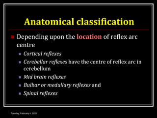 Anatomical classification
 Depending upon the location of reflex arc
centre
 Cortical reflexes
 Cerebellar reflexes have the centre of reflex arc in
cerebellum
 Mid brain reflexes
 Bulbar or medullary reflexes and
 Spinal reflexes
Tuesday, February 4, 2020
 