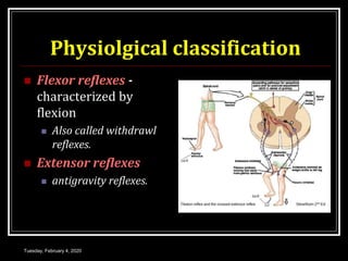 Physiolgical classification
 Flexor reflexes -
characterized by
flexion
 Also called withdrawl
reflexes.
 Extensor reflexes
 antigravity reflexes.
Tuesday, February 4, 2020
 