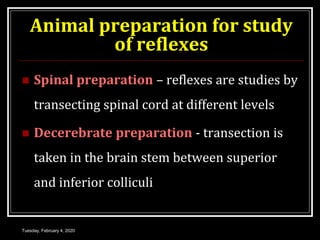 Animal preparation for study
of reflexes
 Spinal preparation – reflexes are studies by
transecting spinal cord at different levels
 Decerebrate preparation - transection is
taken in the brain stem between superior
and inferior colliculi
Tuesday, February 4, 2020
 