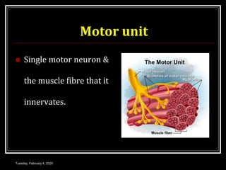 Motor unit
 Single motor neuron &
the muscle fibre that it
innervates.
Tuesday, February 4, 2020
 