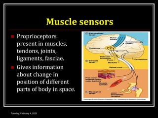 Muscle sensors
 Proprioceptors
present in muscles,
tendons, joints,
ligaments, fasciae.
 Gives information
about change in
position of different
parts of body in space.
Tuesday, February 4, 2020
 
