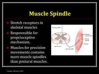 Muscle Spindle
 Stretch receptors in
skeletal muscles
 Resposnsible for
proprioceptive
mechanism.
 Muscles for precision
movements contains
more muscle spindles
than postural muscles.
Tuesday, February 4, 2020
 