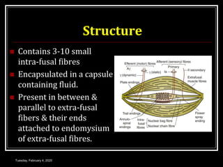 Structure
 Contains 3-10 small
intra-fusal fibres
 Encapsulated in a capsule
containing fluid.
 Present in between &
parallel to extra-fusal
fibers & their ends
attached to endomysium
of extra-fusal fibres.
Tuesday, February 4, 2020
 