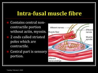 Intra-fusal muscle fibre
 Contains central non-
contractile portion
without actin, myosin.
 2 ends called striated
poles which are
contractile.
 Central part is sensory
portion.
Tuesday, February 4, 2020
 