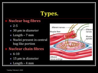 Types.
 Nuclear bag fibres
 2-5
 30 µm in diameter
 Length – 7 mm
 Nuclei present in central
bag like portion
 Nuclear chain fibres
 6-10
 15 µm in diameter
 Length – 4 mm
Tuesday, February 4, 2020
 