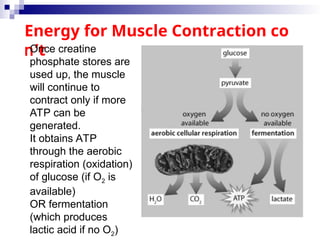 MUSCLES_POWERPOINT-it is explaining on the naming of the muscle and ...