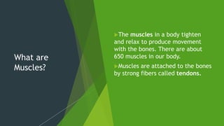 What are
Muscles?
The muscles in a body tighten
and relax to produce movement
with the bones. There are about
650 muscles in our body.
Muscles are attached to the bones
by strong fibers called tendons.