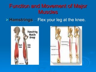 Hamstring Muscle Movement Muscles ppt aw | PPT