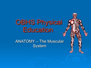 OBHS Physical Education ANATOMY – The Muscular System 