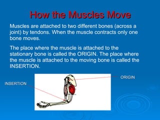 How the Muscles Move <ul><li>Muscles are attached to two different bones (across a  </li></ul><ul><li>joint) by tendons. W...