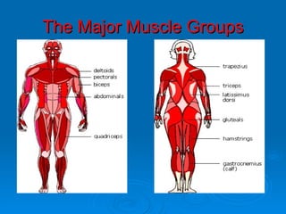 The Major Muscle Groups 