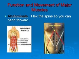 Function and Movement of Major Muscles <ul><li>Abdominals  -  Flex the spine so you can bend forward.  </li></ul>