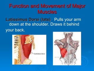 Function and Movement of Major Muscles <ul><li>Latissimus Dorsi (lats)  -  Pulls your arm down at the shoulder. Draws it b...