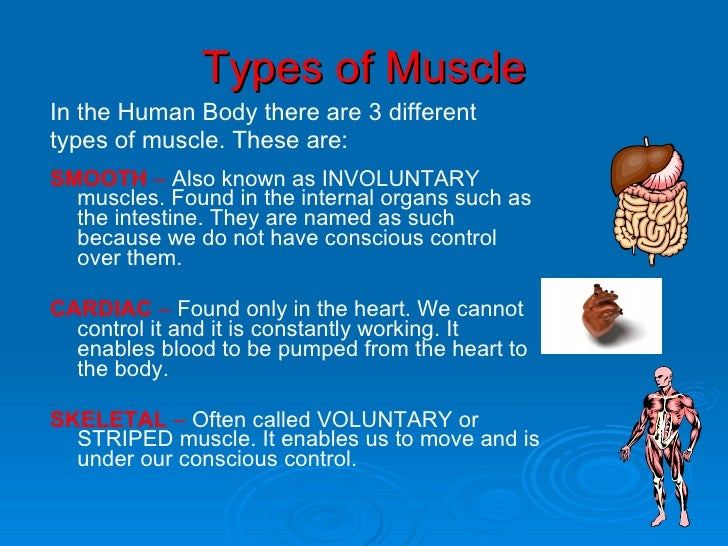 Total Muscles In The Human Body? - Muscular System Activities supplements Body Systems Unit ...