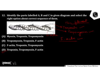 12. Identify the parts labelled A, B and C in given diagram and select the
right option about correct sequence of them.
(A) Myosin, Troponin, Tropomyosin
(B) Tropomyosin, Troponin, F-actin
(C) F-actin, Troponin, Tropomyosin
(D) Troponin, Tropomyosin, F-actin
 