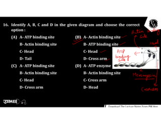 16. Identify A, B, C and D in the given diagram and choose the correct
option :
(A) A- ATP binding site (B) A- Actin binding site
B- Actin binding site B- ATP binding site
C- Head C- Head
D- Tail D- Cross arm
(C) A- ATP binding site (D) A- ATP enzyme
B- Actin binding site B- Actin binding site
C- Head C- Cross arm
D- Cross arm D- Head
 
