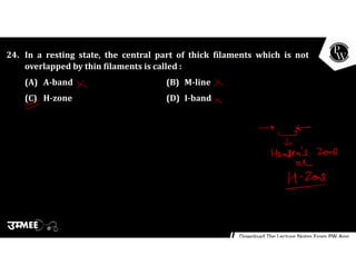 24. In a resting state, the central part of thick filaments which is not
overlapped by thin filaments is called :
(A) A-band (B) M-line
(C) H-zone (D) I-band
 