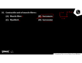 32. Contractile unit of muscle fibres :
(A) Muscle fibre (B) Sarcomere
(C) Myofibril (D) Sarcosome
 