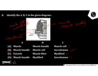 8. Identify the A, B, C in the given diagram :
A B C
(A) Muscle Muscle bundle Muscle cell
(B) Muscle bundle Muscle cell Sarcolemma
(C) Fascicle Muscle fibre Myofibril
(D) Muscle bundle Myofibril Sarcolemma
 