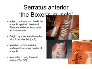 Muscles study guide word doc | PPTX