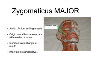 Structure Involved In Smiling Muscles study guide word doc | PPTX
