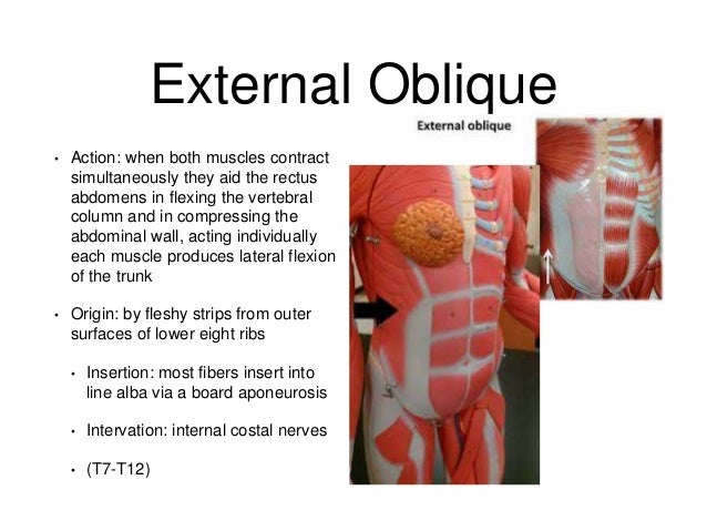 Muscles study guide word doc